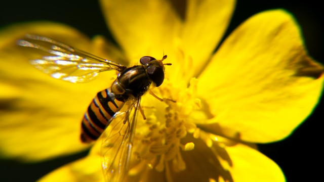 Terrestrial biodiversity sector